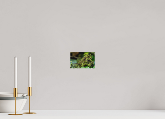 15 x 10 cm, Fine Art Print – Randlos (matt) Theloderma corticale – Edition No. 02