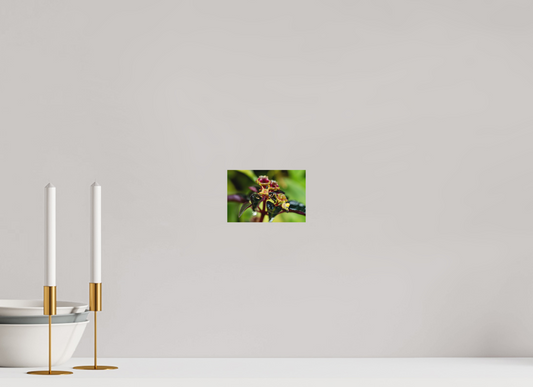 15 x 10 cm, Fine Art Print – Ohne Rand Sarcopyramis sp. Sumatra – Edition No. 01