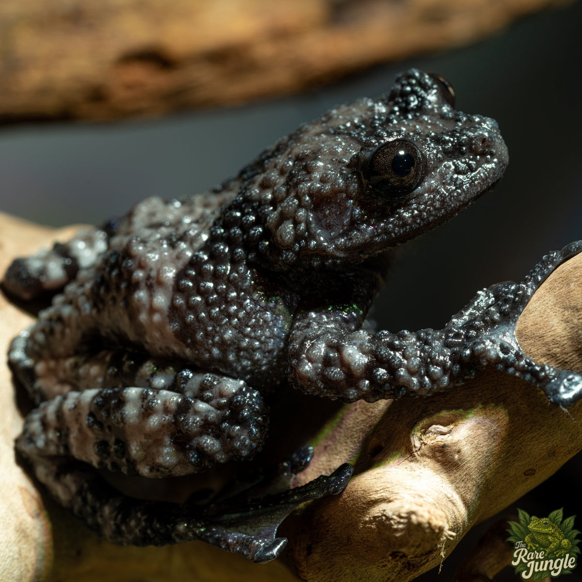 Theloderma Ryabovi – Kaulquappen | Eigene Nachzucht