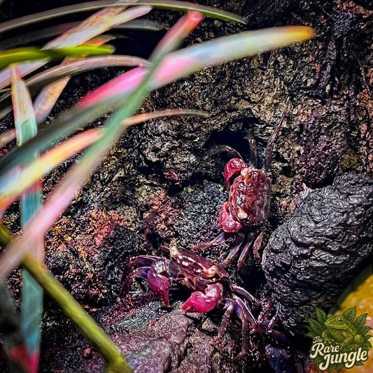 Vampirkrabbe – eigene Nachzucht