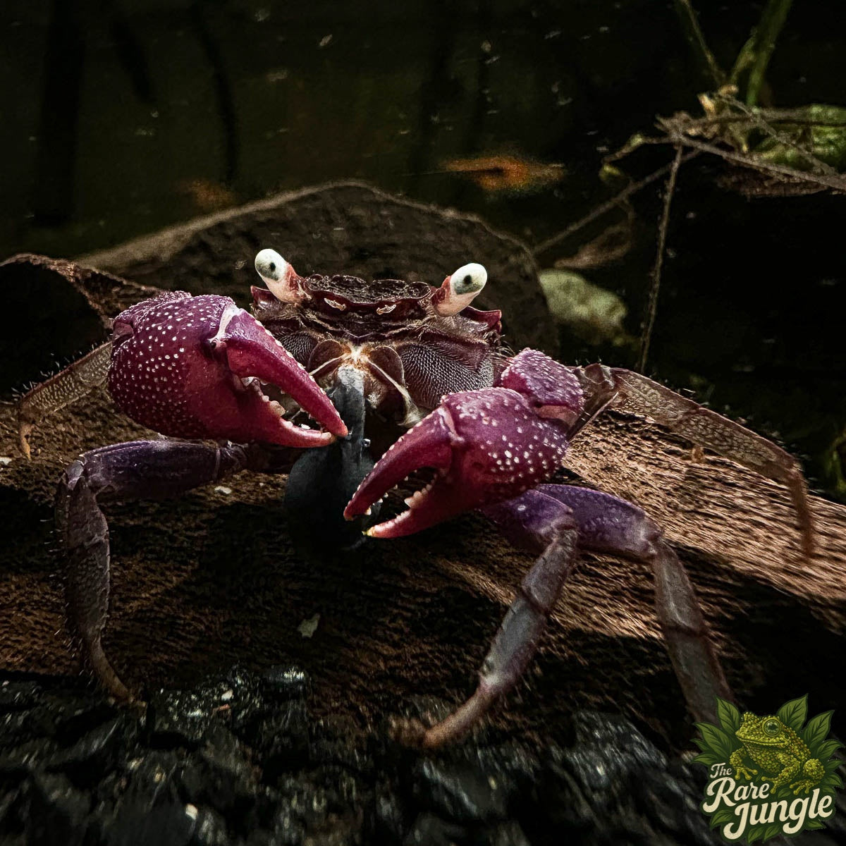 Vampire crab – own breeding