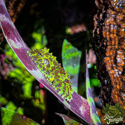 Vietnamesischer Moosfrosch - eigene Nachzucht