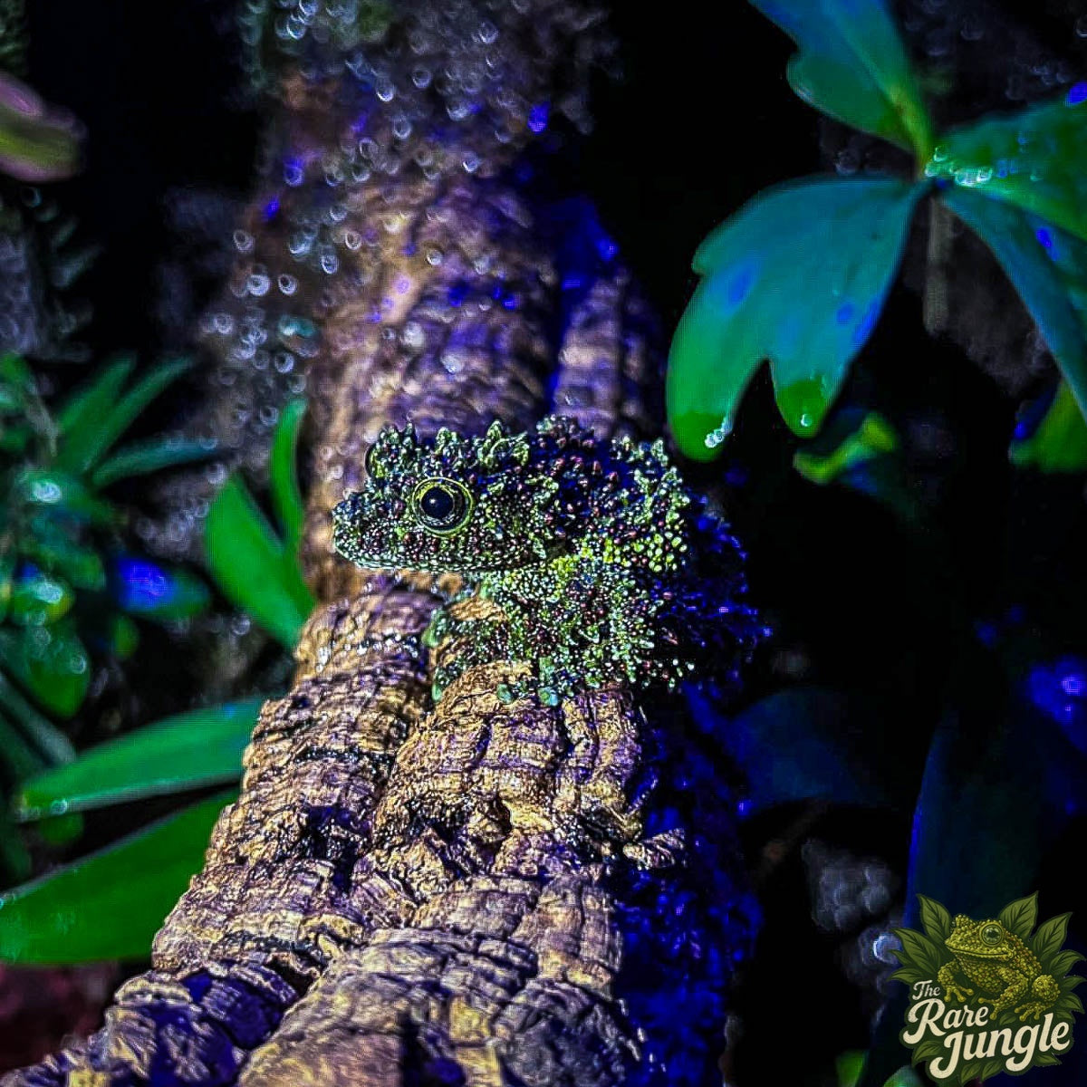 Vietnamesischer Moosfrosch - eigene Nachzucht