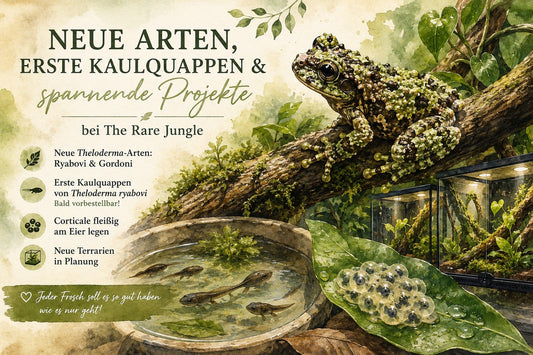 Neue Arten, erste Kaulquappen & spannende Projekte bei The Rare Jungle