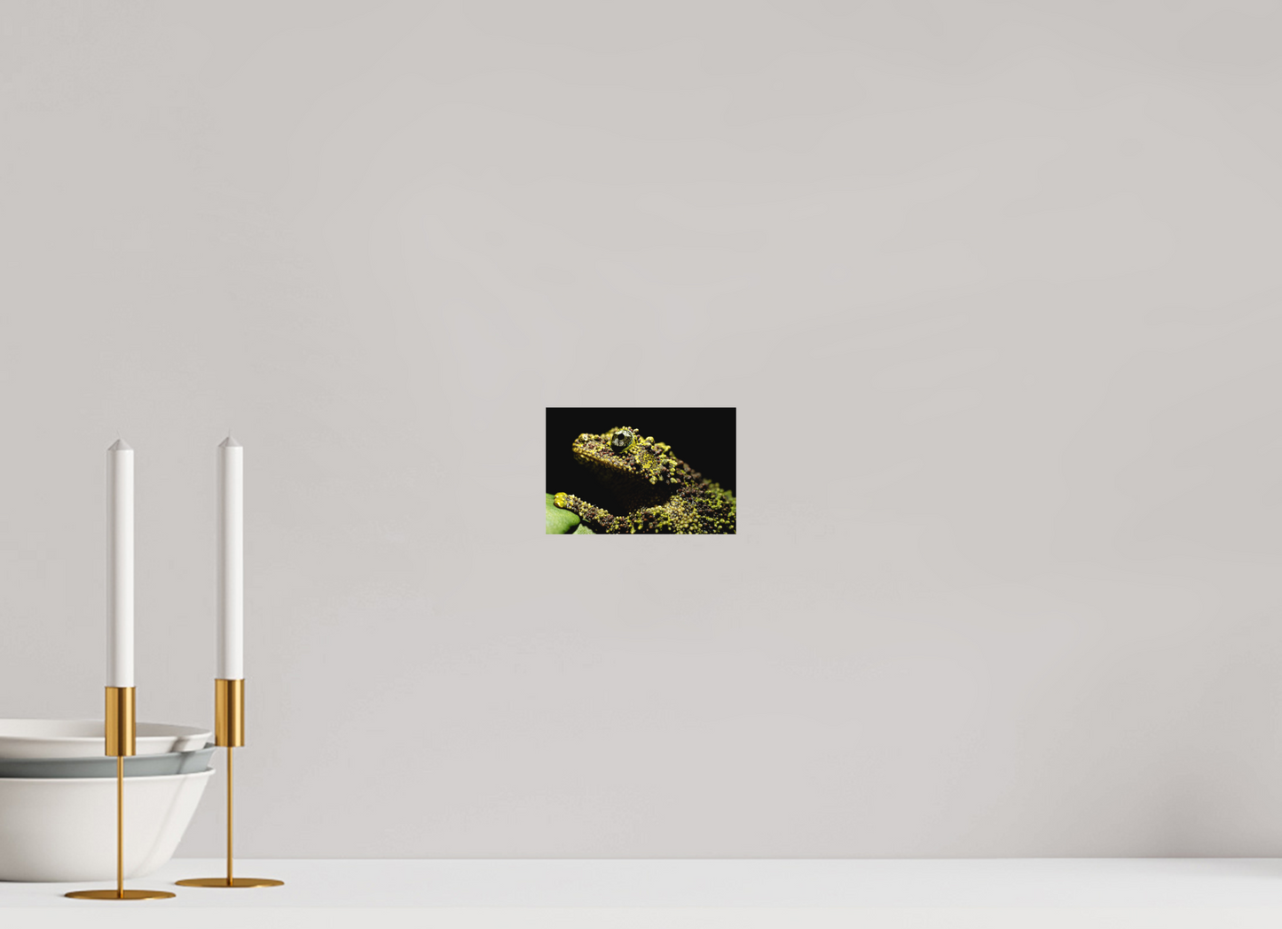 15 x 10 cm, Fine Art auf Alu-Dibond Theloderma corticale – Edition No. 01