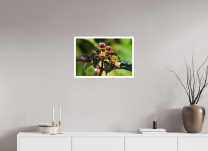 60 x 40 cm, Fine Art Print – Mit Weißrand Sarcopyramis sp. Sumatra – Edition No. 01
