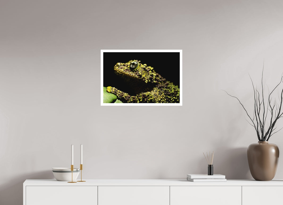 Theloderma corticale – Edition No. 01