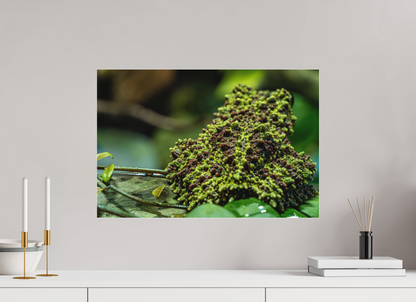 60 x 40 cm, Fine Art hinter Acrylglas Theloderma corticale – Edition No. 02