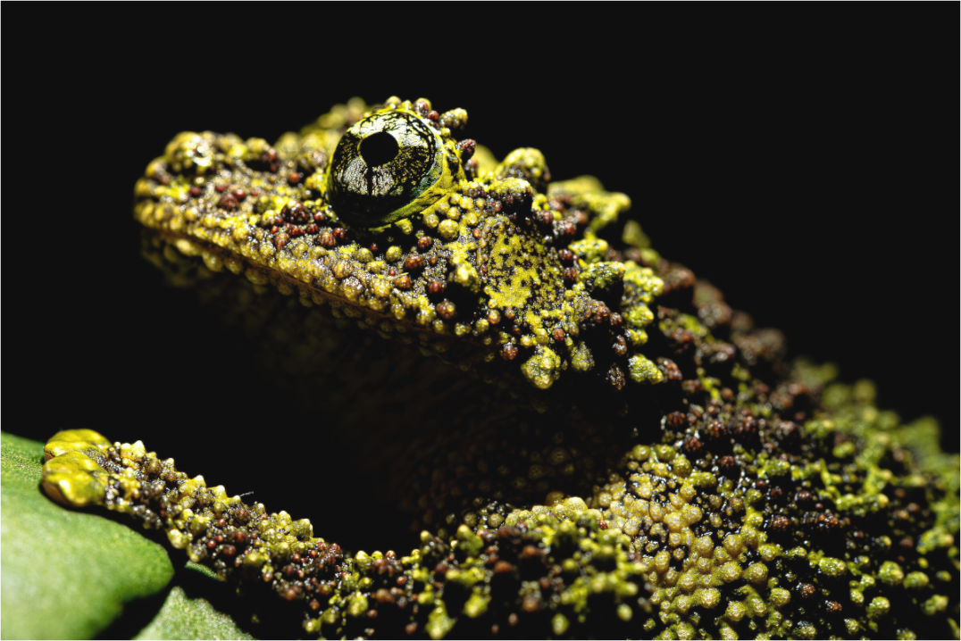 Main image Theloderma corticale – Edition No. 01
