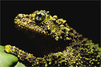 Main image Theloderma corticale – Edition No. 01