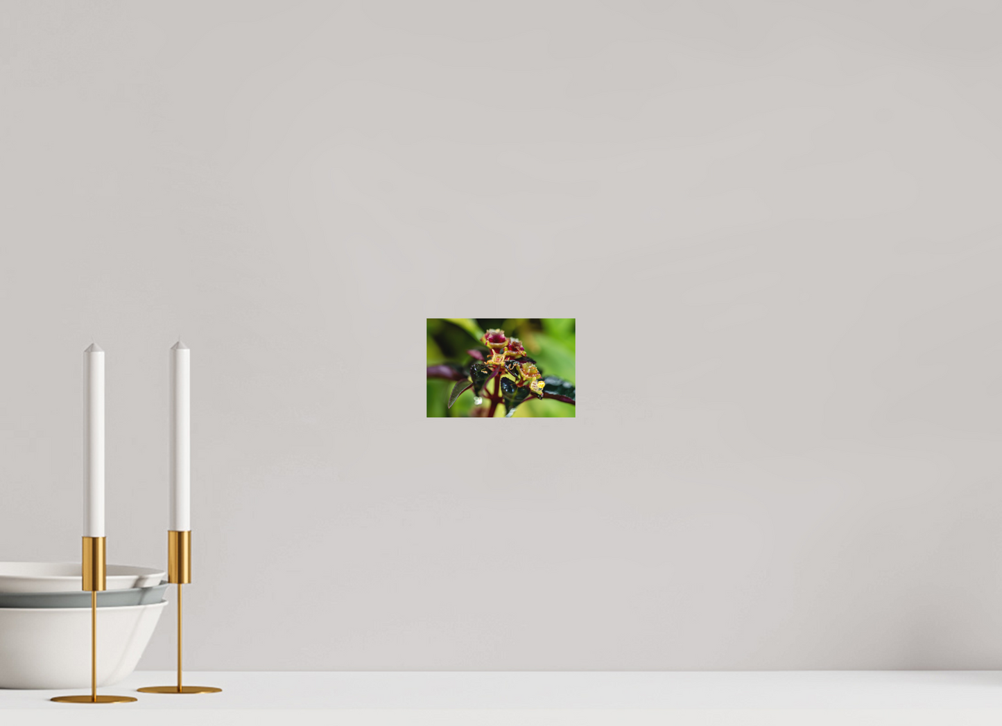 15 x 10 cm, Fine Art auf Alu-Dibond Sarcopyramis sp. Sumatra – Edition No. 01
