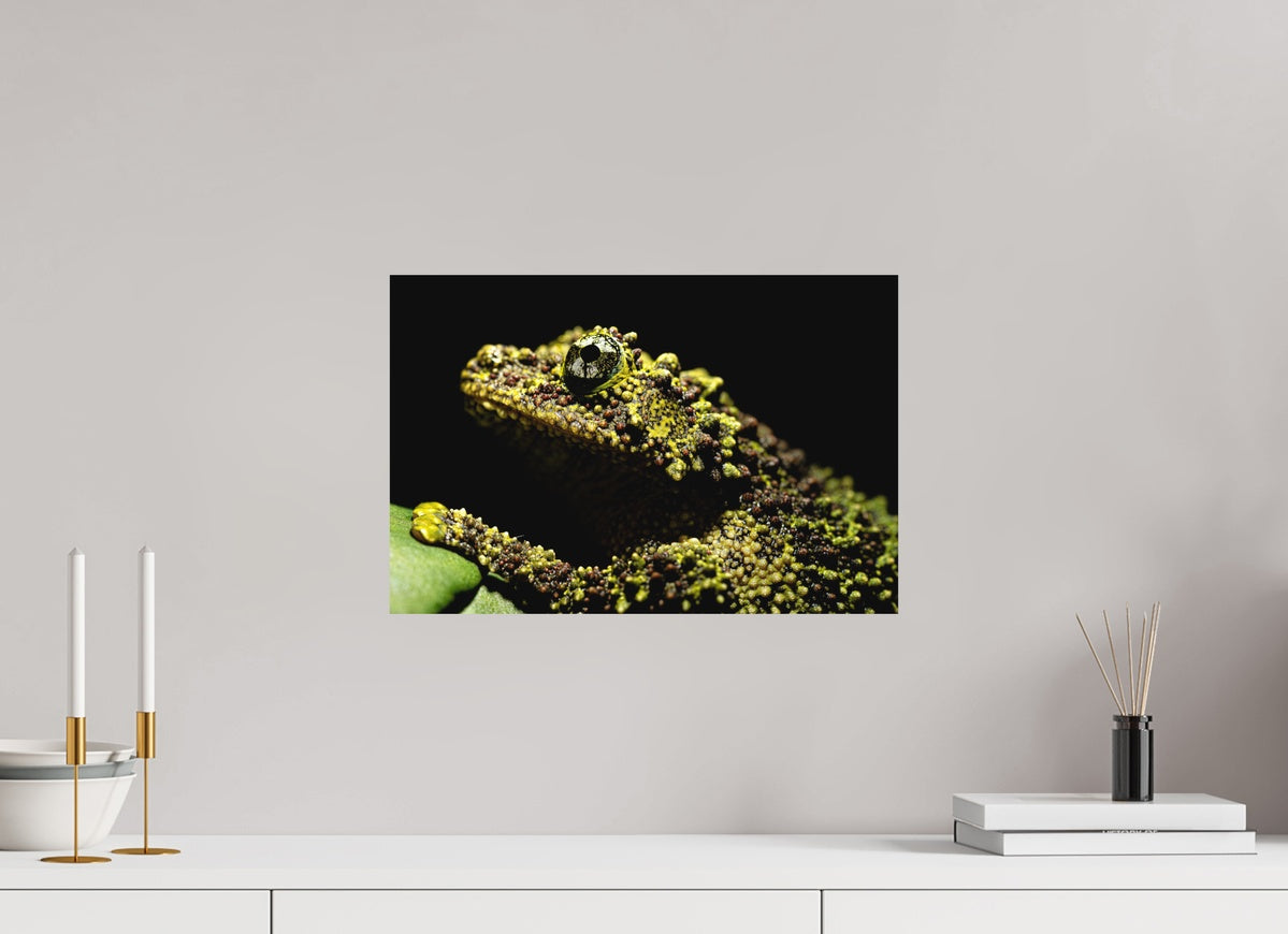 Theloderma corticale – Edition No. 01