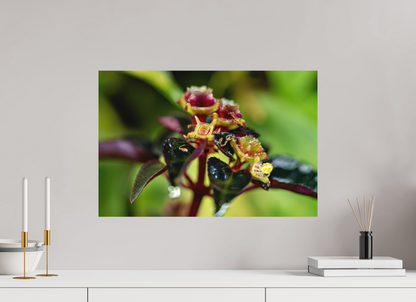 60 x 40 cm, Fine Art Print – Ohne Rand Sarcopyramis sp. Sumatra – Edition No. 01