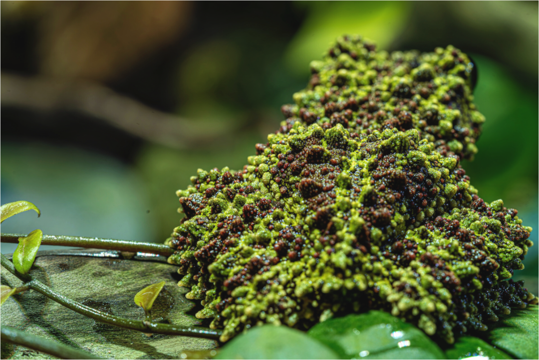 Main image Theloderma corticale – Edition No. 02