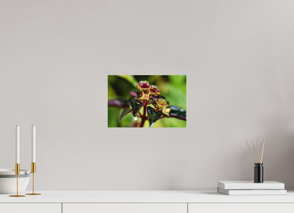 30 x 20 cm, Fine Art auf Alu-Dibond Sarcopyramis sp. Sumatra – Edition No. 01