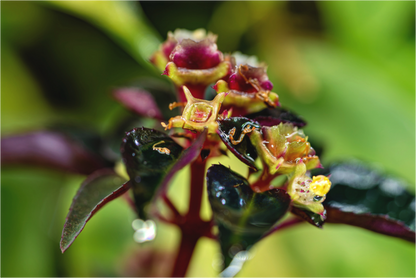 Main image Sarcopyramis sp. Sumatra – Edition No. 01