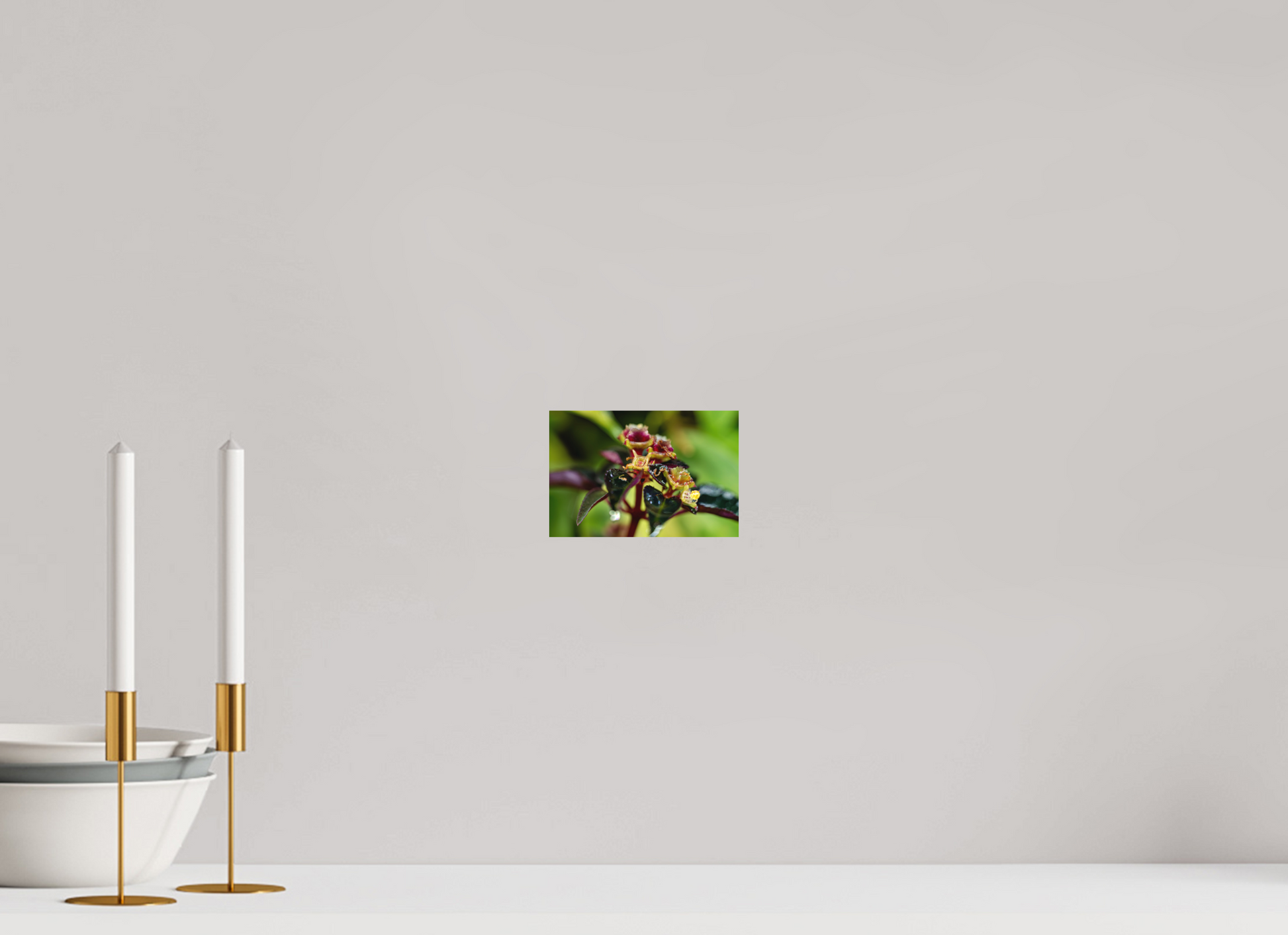 15 x 10 cm, Fine Art Print – Ohne Rand Sarcopyramis sp. Sumatra – Edition No. 01