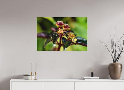 90 x 60 cm, Fine Art hinter Acrylglas Sarcopyramis sp. Sumatra – Edition No. 01