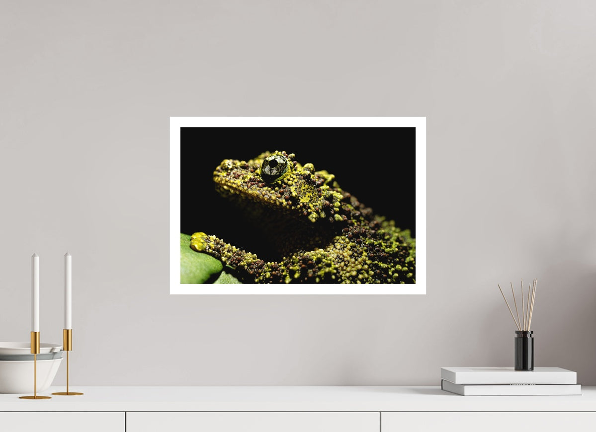 Theloderma corticale – Edition No. 01