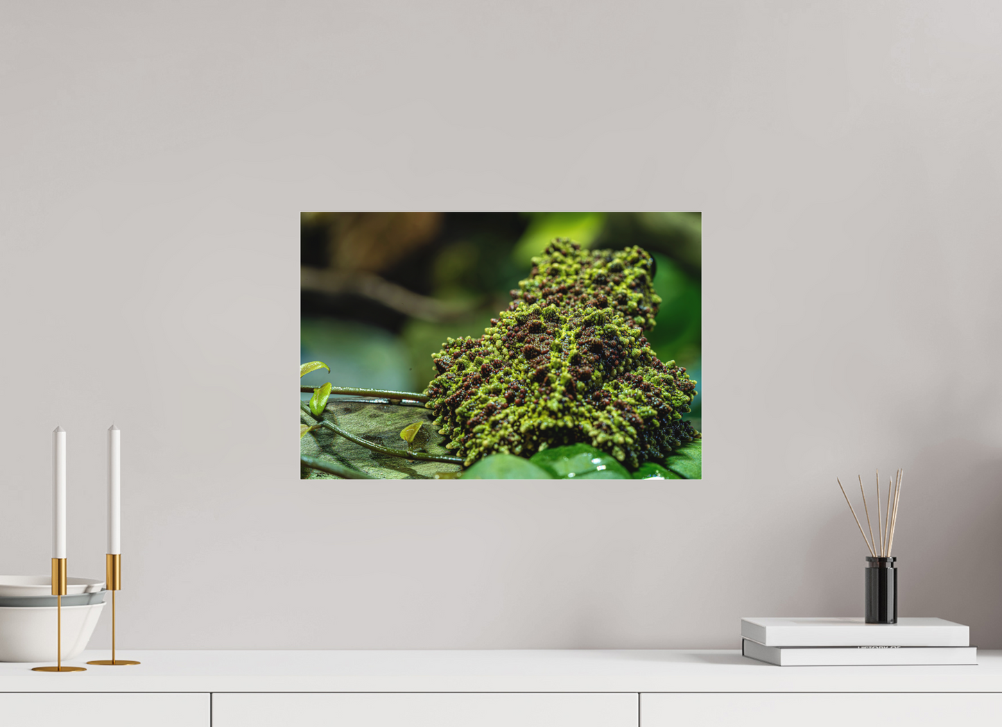45 x 30 cm, Fine Art hinter Acrylglas Theloderma corticale – Edition No. 02