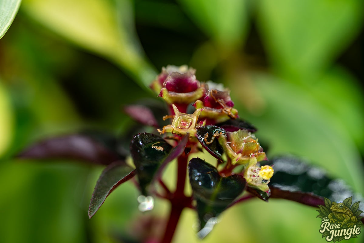 Sarcopyramis sp. Sumatra – Edition No. 01