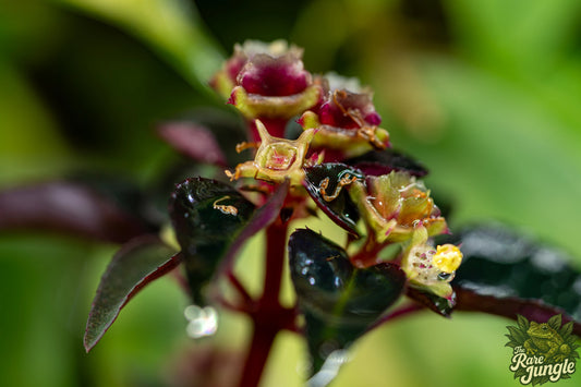 Sarcopyramis sp. Sumatra – Edition No. 01