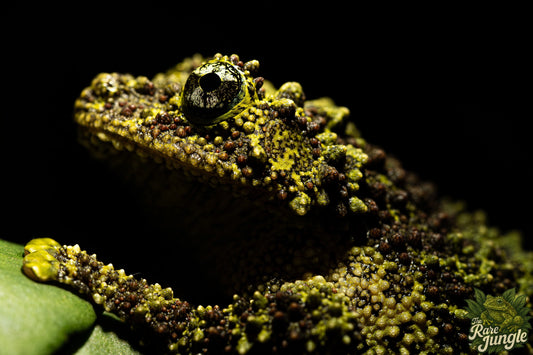 Theloderma corticale – Edition No. 01