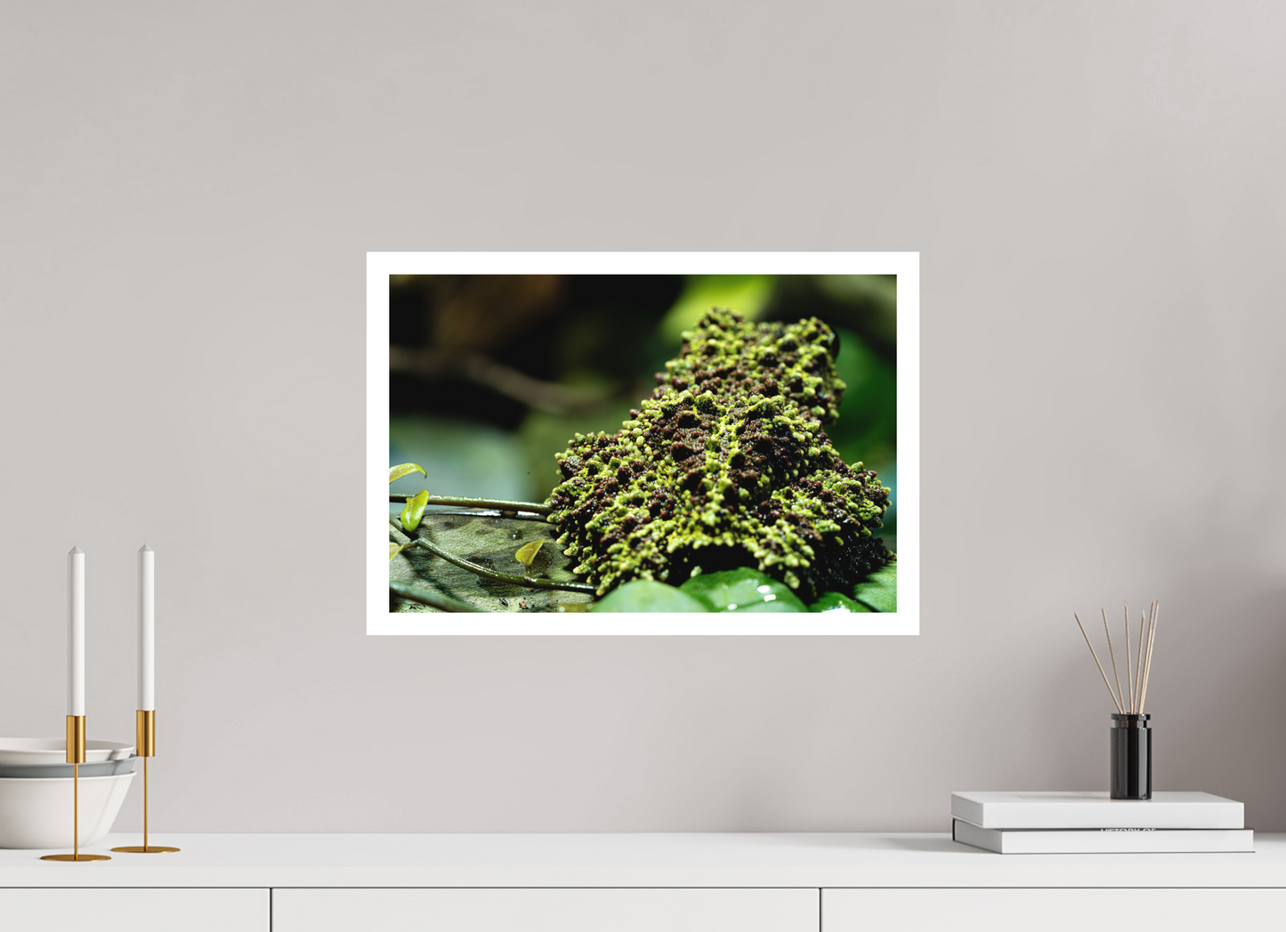 45 x 30 cm, Fine Art Print – mit Rand (matt) Theloderma corticale – Edition No. 02
