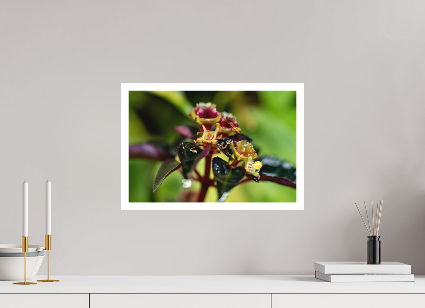 45 x 30 cm, Fine Art Print – Mit Weißrand Sarcopyramis sp. Sumatra – Edition No. 01