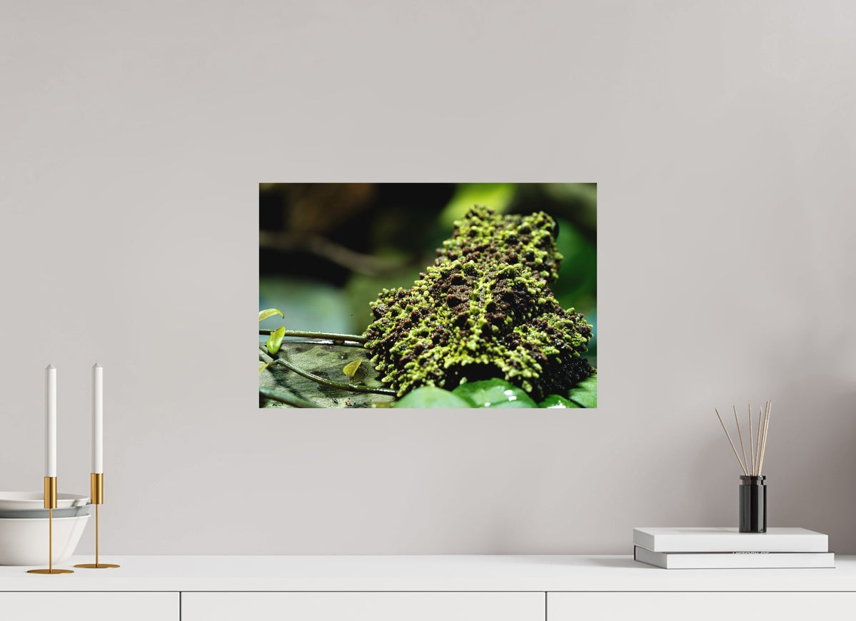 Theloderma corticale – Edition No. 02
