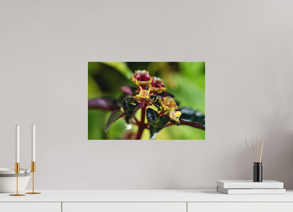 45 x 30 cm, Fine Art hinter Acrylglas Sarcopyramis sp. Sumatra – Edition No. 01