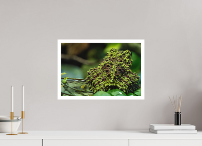 45 x 30 cm, Fine Art Print – Mit Weißrand Theloderma corticale – Edition No. 02