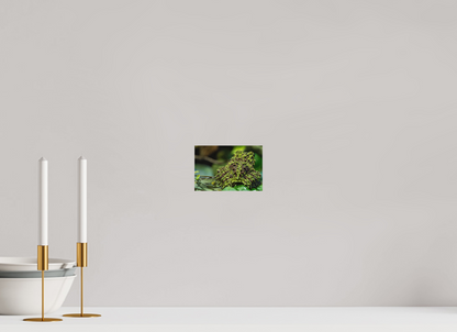 15 x 10 cm, Fine Art auf Alu-Dibond Theloderma corticale – Edition No. 02