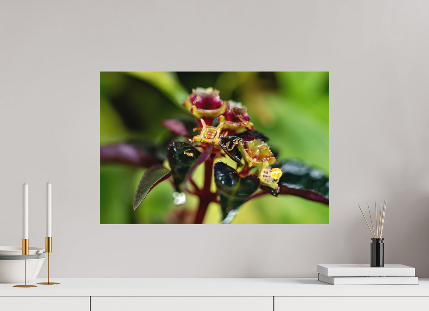 60 x 40 cm, Fine Art auf Alu-Dibond Sarcopyramis sp. Sumatra – Edition No. 01