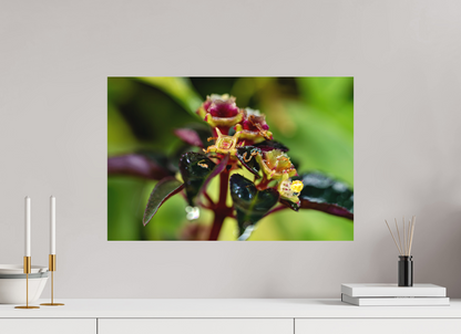 60 x 40 cm, Fine Art auf Alu-Dibond Sarcopyramis sp. Sumatra – Edition No. 01