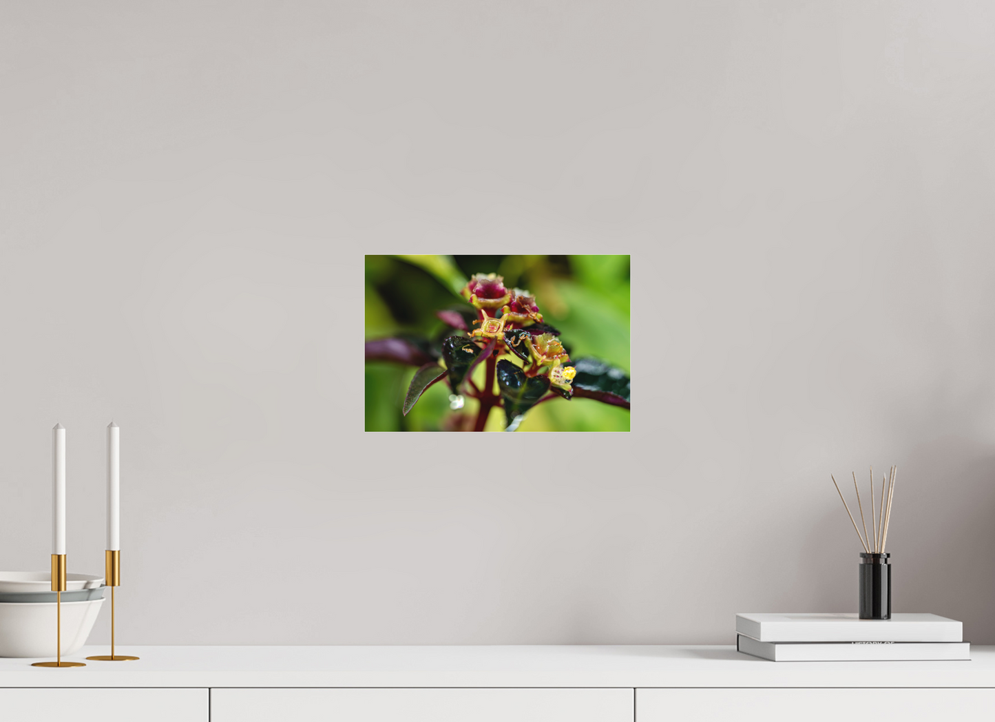 30 x 20 cm, Fine Art hinter Acrylglas Sarcopyramis sp. Sumatra – Edition No. 01