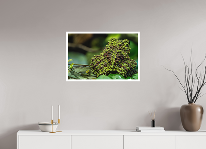 75 x 50 cm, Fine Art Print – Mit Weißrand Theloderma corticale – Edition No. 02