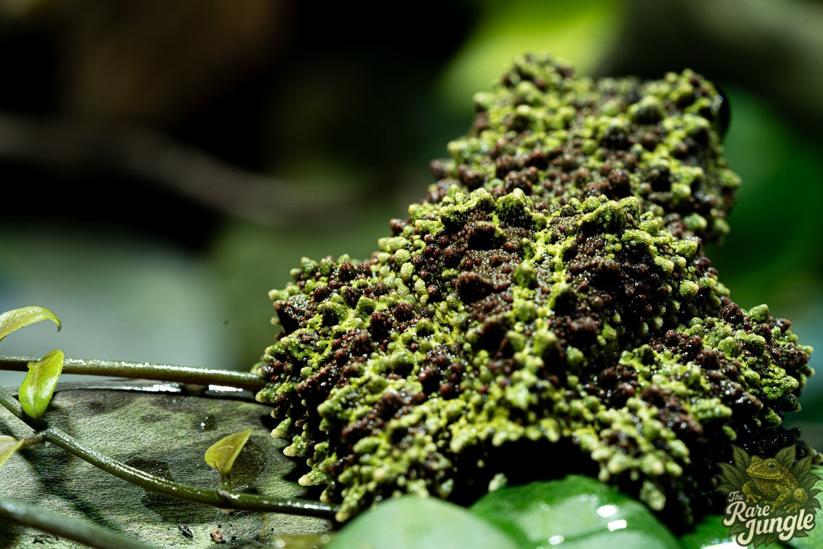 Theloderma corticale – Edition No. 02