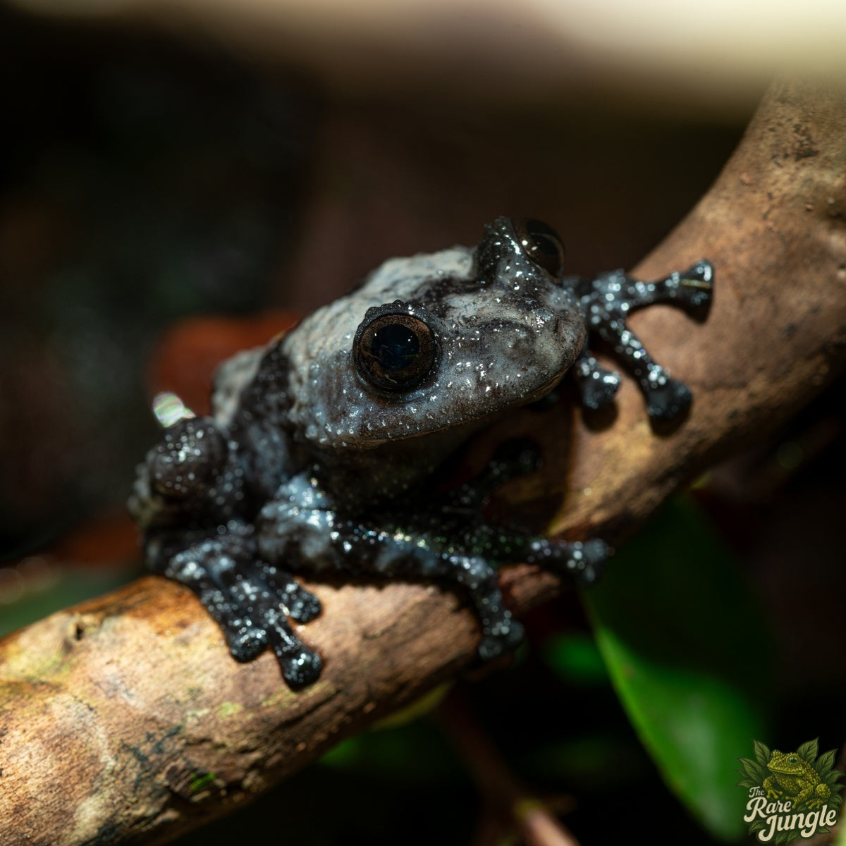 Theloderma Ryabovi – Kaulquappen | Eigene Nachzucht