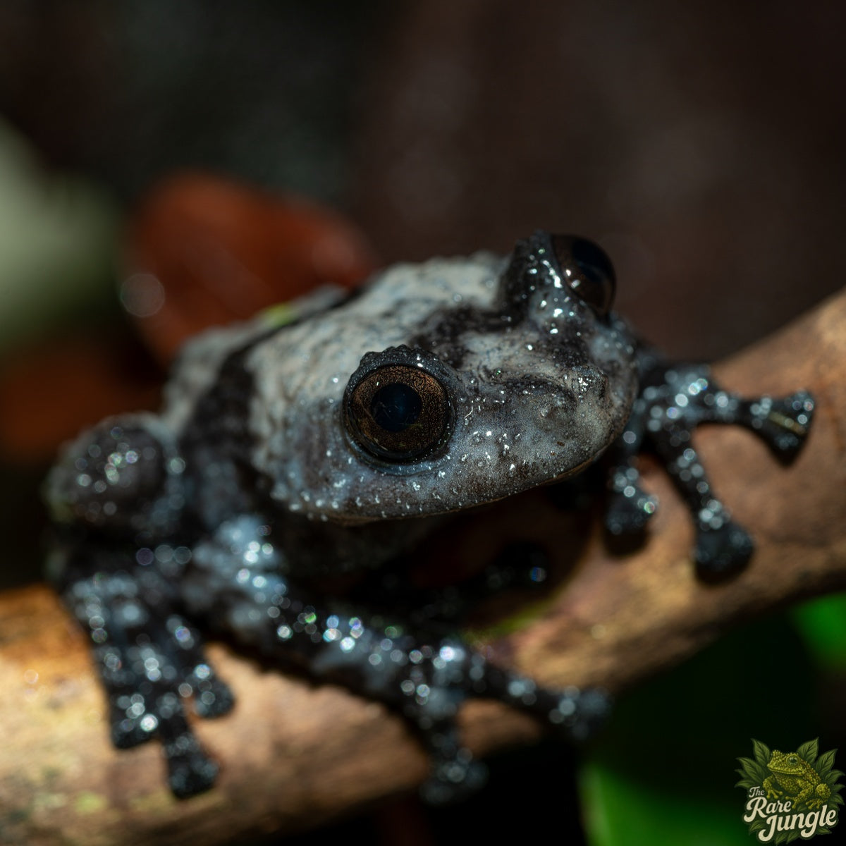 Theloderma Ryabovi – Eigene Nachzucht