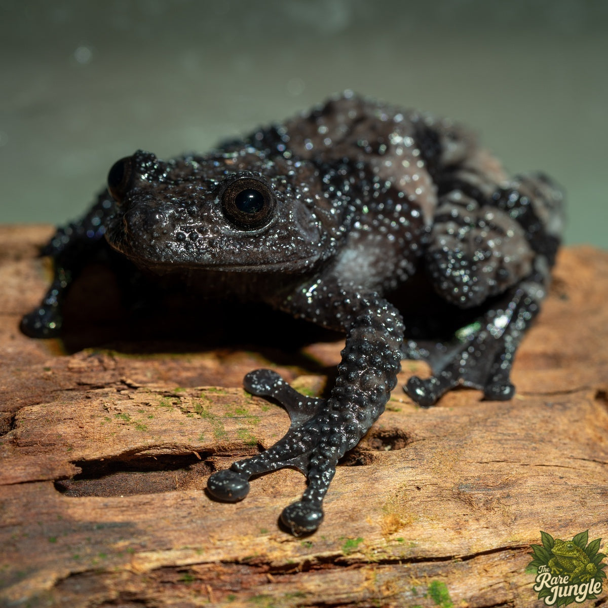 Theloderma Ryabovi