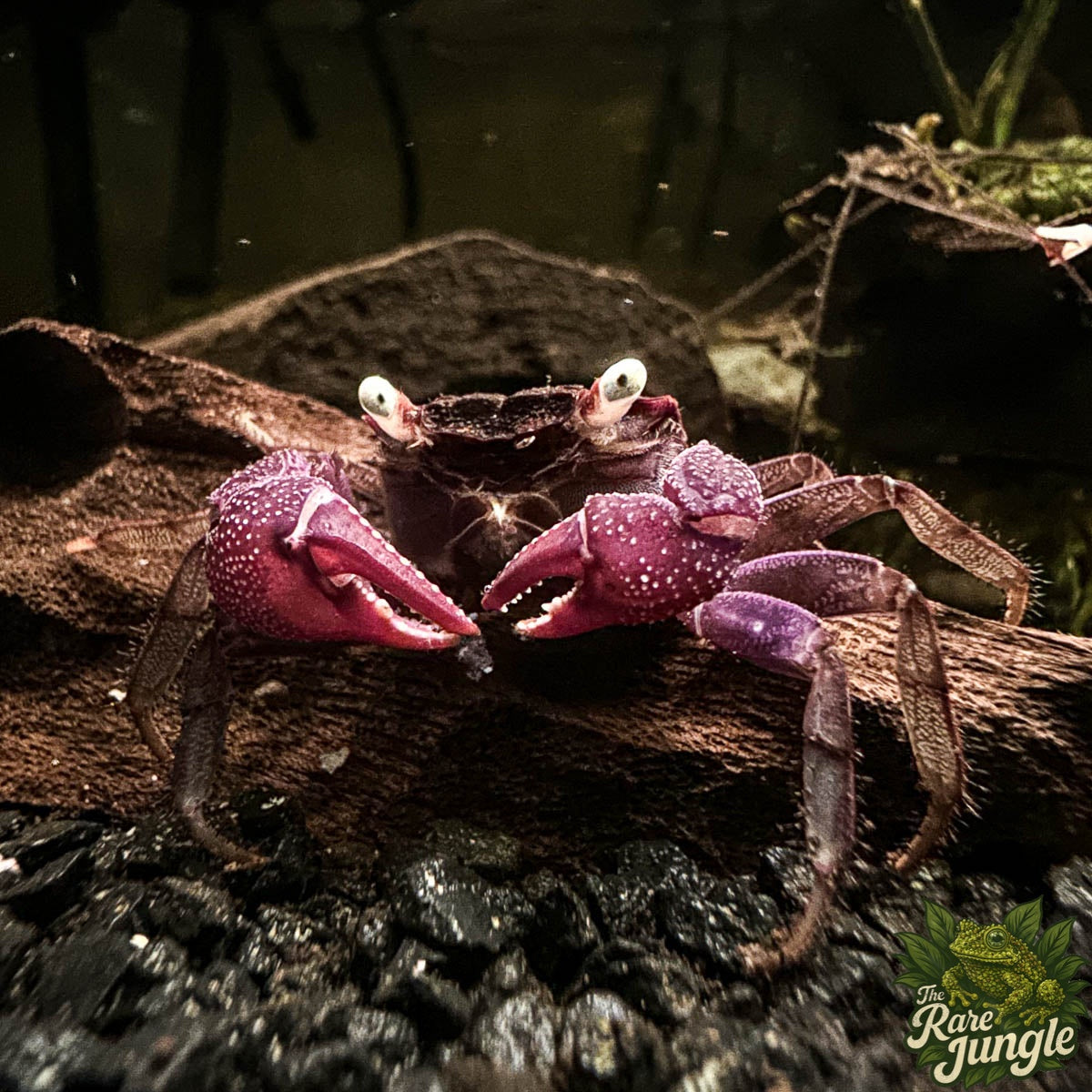 Vampirkrabbe – eigene Nachzucht