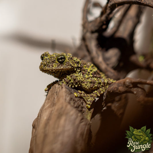 Vietnamesischer Mossfrosch auf einem Ast bei Helligkeit