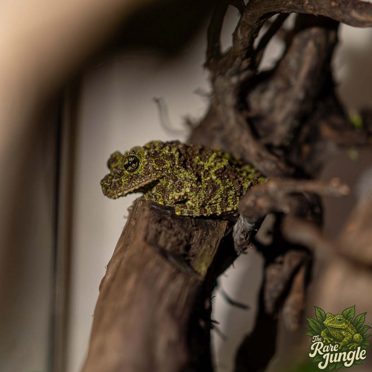 The Rare Jungle Bild