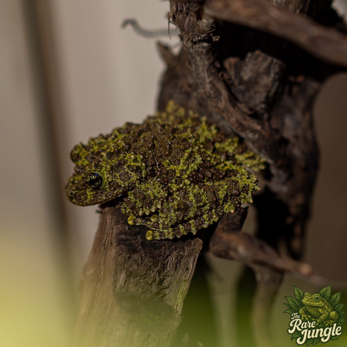 The Rare Jungle Bild