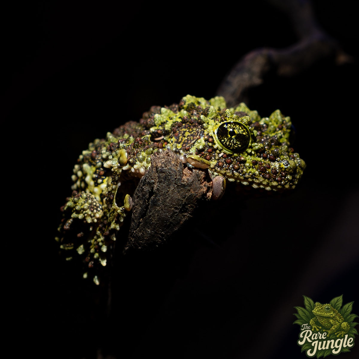 The Rare Jungle Bild