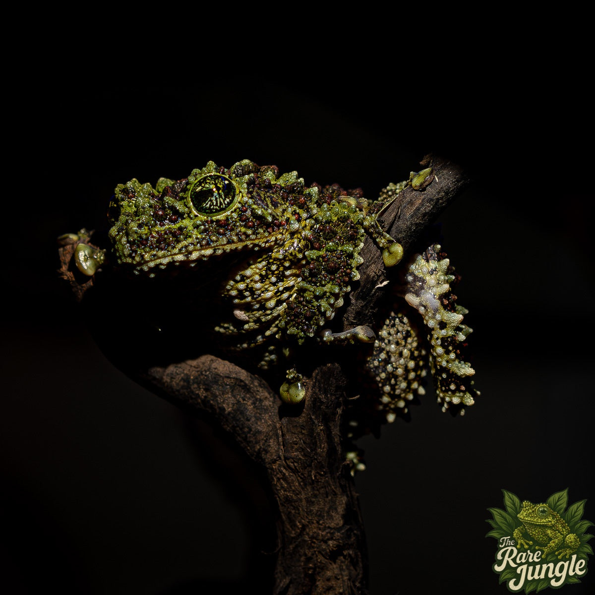 Vietnamesischer Moosfrosch - eigene Nachzucht