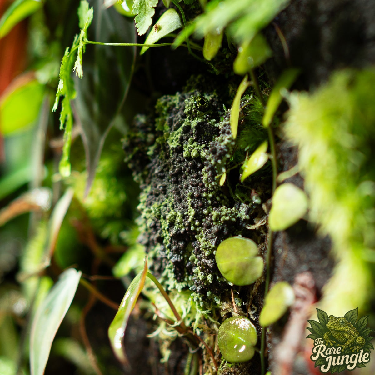 Vietnamesischer Moosfrosch - eigene Nachzucht