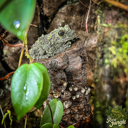 Vietnamesicher Moosfrosch (Theloderma Corticale) mit eiern