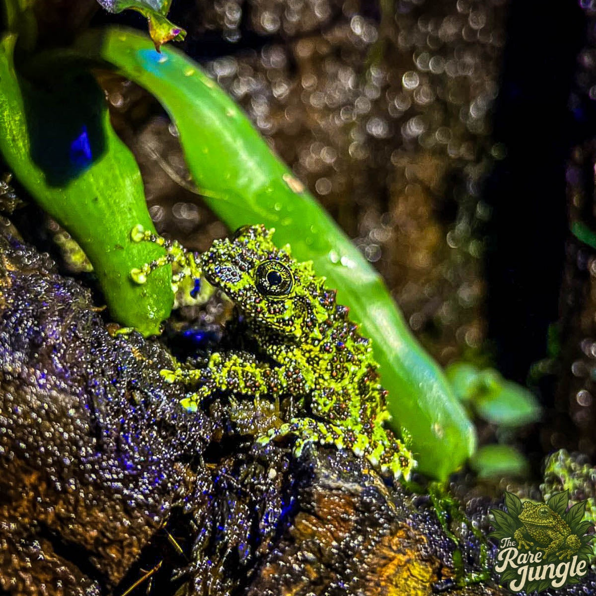 Vietnamesischer Moosfrosch - eigene Nachzucht